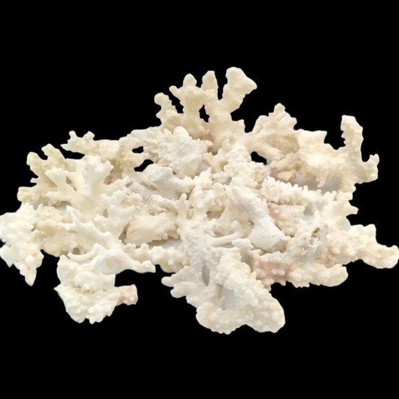 Natural White Reef Coral Mixed Branch Fragments 35pc Set ~ 1.5 to 2.5 L